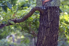 LQ_Blatthaeuterwald_17