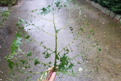 Angela Andorrer collects small leaves on hikes, which she works on with acrylic, oil, yarn and beads - BLATTSCAPES. She is especially inspired by leaves eaten by snails, caterpillars and beetles, and when a leaf breaks in a thin place, she sews it back together, similar to a surgical operation. We must learn again to treat the trees, the plants and the leaves with respect, because nature, forms the climate that surrounds us and that forms our basis of life. Each leaf becomes a 'relic of nature' and a kneel before creation. // Angela Andorrer sammelt auf Wanderungen kleine Blätter, die sie mit Acryl, Öl, Garn und Perlen bearbeitet - BLATTSCAPES. Besonders inspirieren sie von Schnecken, Raupen und Käfern zerfressene Blätter und wenn ein Blatt an einer dünnen Stelle bricht, näht sie es wieder zusammen, ähnlich einer chirurgischen Operation. Wir müssen wieder lernen respektvoll mit den Bäumen, den Pflanzen und den Blättern um zu gehen, denn die Natur, bildet das Klima, das uns umgibt und das unsere Lebensgrundlage bildet. Jedes Blatt wird zur ‚Reliquie der Natur‘ und zum Kniefall vor der Schöpfung.