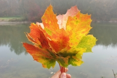 Angela Andorrer collects small leaves on hikes, which she works on with acrylic, oil, yarn and beads - BLATTSCAPES. She is especially inspired by leaves eaten by snails, caterpillars and beetles, and when a leaf breaks in a thin place, she sews it back together, similar to a surgical operation. We must learn again to treat the trees, the plants and the leaves with respect, because nature, forms the climate that surrounds us and that forms our basis of life. Each leaf becomes a 'relic of nature' and a kneel before creation. // Angela Andorrer sammelt auf Wanderungen kleine Blätter, die sie mit Acryl, Öl, Garn und Perlen bearbeitet - BLATTSCAPES. Besonders inspirieren sie von Schnecken, Raupen und Käfern zerfressene Blätter und wenn ein Blatt an einer dünnen Stelle bricht, näht sie es wieder zusammen, ähnlich einer chirurgischen Operation. Wir müssen wieder lernen respektvoll mit den Bäumen, den Pflanzen und den Blättern um zu gehen, denn die Natur, bildet das Klima, das uns umgibt und das unsere Lebensgrundlage bildet. Jedes Blatt wird zur ‚Reliquie der Natur‘ und zum Kniefall vor der Schöpfung.