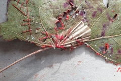 Angela Andorrer collects small leaves on hikes, which she works on with acrylic, oil, yarn and beads - BLATTSCAPES. She is especially inspired by leaves eaten by snails, caterpillars and beetles, and when a leaf breaks in a thin place, she sews it back together, similar to a surgical operation. We must learn again to treat the trees, the plants and the leaves with respect, because nature, forms the climate that surrounds us and that forms our basis of life. Each leaf becomes a 'relic of nature' and a kneel before creation. // Angela Andorrer sammelt auf Wanderungen kleine Blätter, die sie mit Acryl, Öl, Garn und Perlen bearbeitet - BLATTSCAPES. Besonders inspirieren sie von Schnecken, Raupen und Käfern zerfressene Blätter und wenn ein Blatt an einer dünnen Stelle bricht, näht sie es wieder zusammen, ähnlich einer chirurgischen Operation. Wir müssen wieder lernen respektvoll mit den Bäumen, den Pflanzen und den Blättern um zu gehen, denn die Natur, bildet das Klima, das uns umgibt und das unsere Lebensgrundlage bildet. Jedes Blatt wird zur ‚Reliquie der Natur‘ und zum Kniefall vor der Schöpfung.