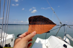 format. She is particularly inspired by leaves having been eaten away by snails, caterpillars, and beetles. When a leaf breaks in a thin place, she sews it back together, much like a surgical operation. Aspects of the cinematic, moving in nature and mindfulness, become part of the work. We must learn again to be respectful of the trees, the plants and the leaves, because nature, forms the climate that surrounds us, which means the basis of our life. Each leaf becomes a 'relic of nature' and a kneel before creation. // In der GALERIE DER REISENDEN BLÄTTER nimmt Angela Andorrer kleine Blätter, die sie mit Acryl, Öl, Garn und Perlen bearbeitete, mit auf Wanderungen und porträtiert sie vor Landschaftskulissen, im Breitbildformat. Besonders inspirieren sie von Schnecken, Raupen und Käfern zerfressene Blätter und wenn ein Blatt an einer dünnen Stelle bricht, näht sie es wieder zusammen, ähnlich einer chirurgischen Operation. Aspekte des Filmischen, das in der Natur Bewegen, die Achtsamkeit, werden zum Teil der Arbeit. Wir müssen wieder lernen respektvoll mit den Bäumen, den Pflanzen und den Blättern um zu gehen, denn die Natur, bildet das Klima, das uns umgibt und das unsere Lebensgrundlage bildet. Jedes Blatt wird zur ‚Reliquie der Natur‘ und zum Kniefall vor der Schöpfung.