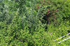 8_LQ-monet-20160711_100446